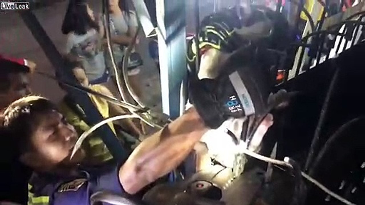 Empalé dans une clôture ce chat est sauvé par les pompiers !