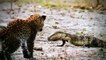 Crocodile Vs Lion   Lion Loses Battle And Seriously Injured