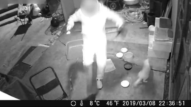 '발로 차고 질질 끌고'...日 고양이 학대 남성 체포 / YTN