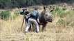 Un caméraman vient faire un calin à un rhinocéros dans la jungle !