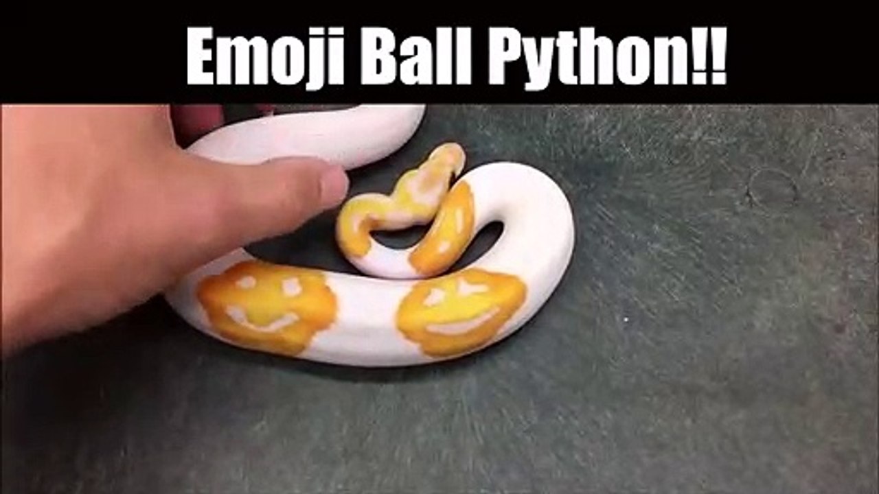 Ce serpent python albinos a des taches en forme de smileys... tellement adorable