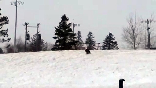 Un aigle emporte un chat pour son repas