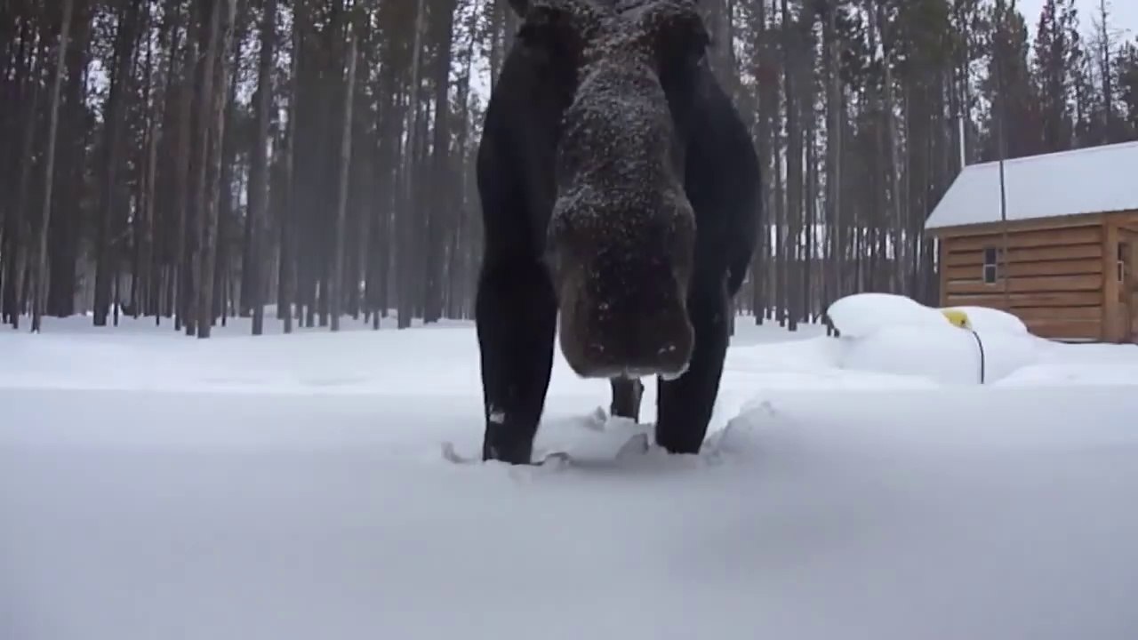 Un élan affamé vient demander à manger à la fenêtre d'une maison