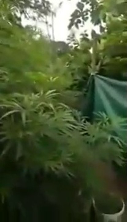 Il a fait croire à son papa qu'il a planté des tomates