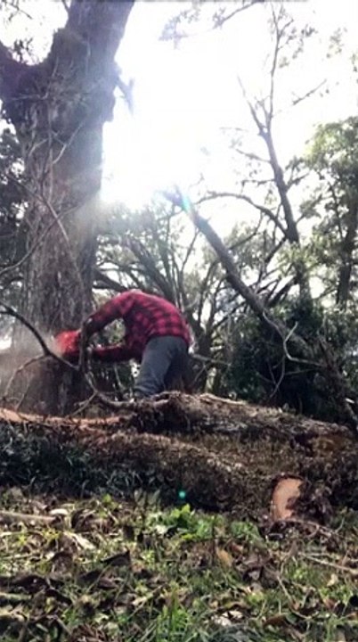Ce bucheron se rate en voulant abattre un arbre ! Douloureux...
