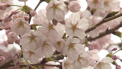 [날씨] 중부 맑고 따뜻...남부 비, 건조특보 여전 / YTN