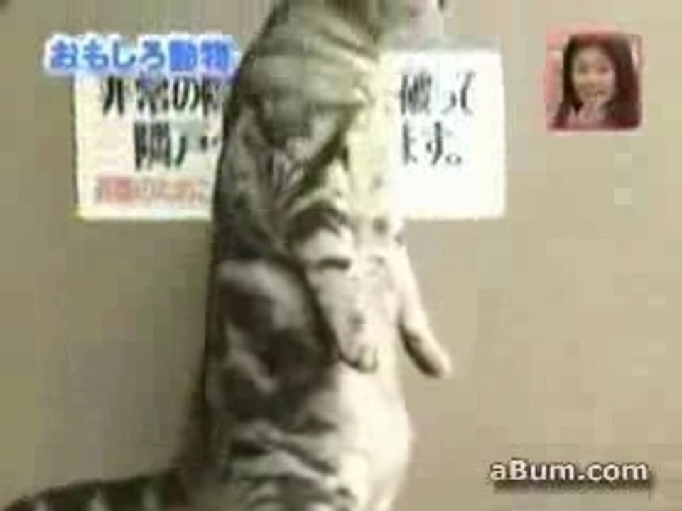 Les chats Japonais ..
