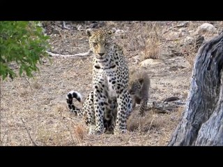 Wild Animals playing