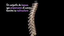 Daniel Esgardo Rangel Barón te enseña el sistema óseo