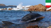 Plastik ditemukan dalam perut paus sperma - TomoNews
