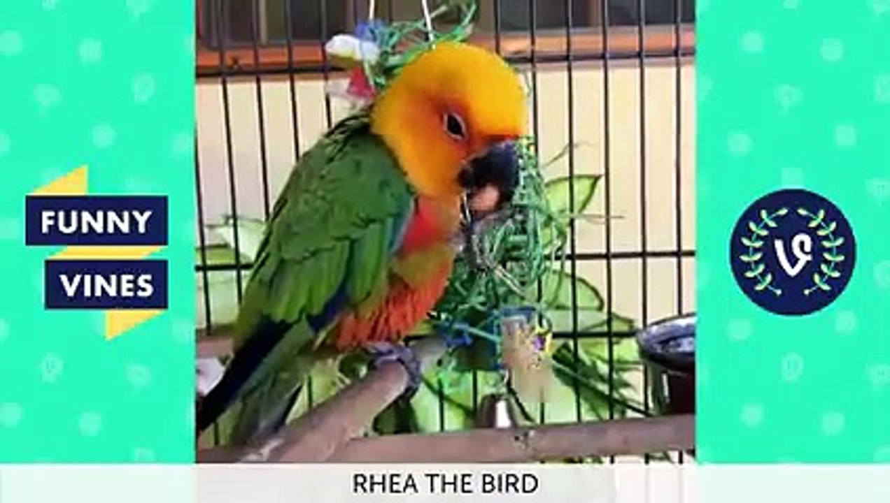 Try Not To Lough Best Animals Vines Compilation Funny Vines March 2019 [Part 6]