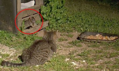 Farelerle kedilerin yemek kavgası