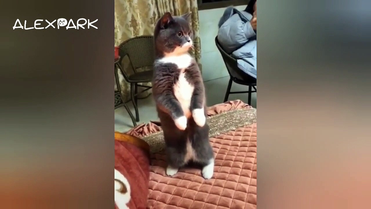 Funny Cats 1