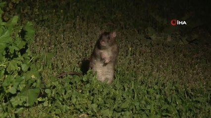 Fareler Kedilerin Yemeğine Dadandı Ortaya İlginç Görüntüler Çıktı