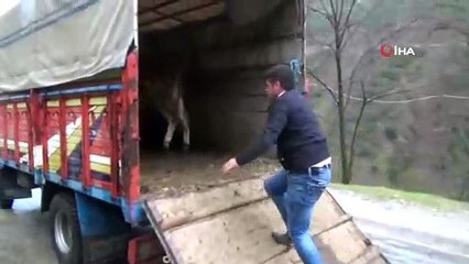 Sabiha Nine Bir İstedi, Beş İneği Oldu