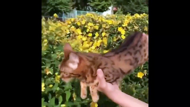 Funny Cats-gatos graciosos-chats drôles-vicces macskák-2019