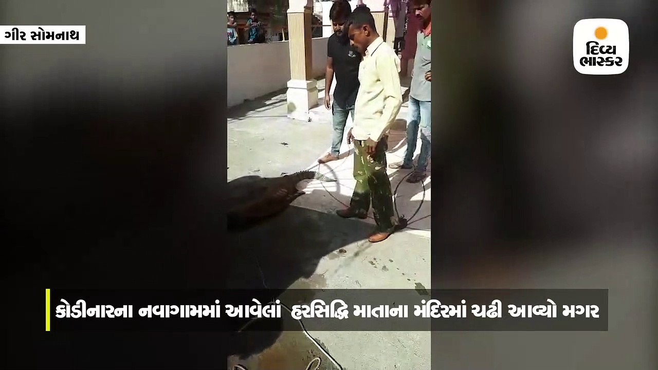 કોડીનારના નવાગામમાં 4 ફૂટ લાંબો મગર આવ્યો, વન વિભાગે રેસ્કયુ કરી પાંજરે પૂર્યો