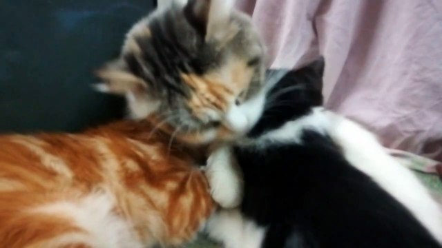 Mommy cat Shower Her Babies While Drinking Milk