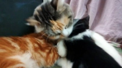 Mommy cat Shower Her Babies While Drinking Milk