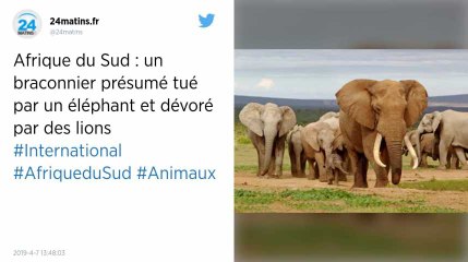 Afrique du Sud. Un braconnier piétiné par un éléphant et dévoré par des lions