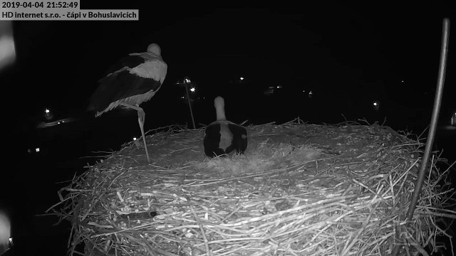 Un couple de cigognes célèbre son premier oeuf