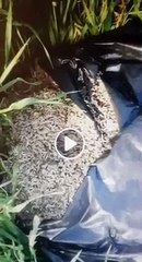 Strani vermi abbandonati nel parco dell'umanità di Barletta