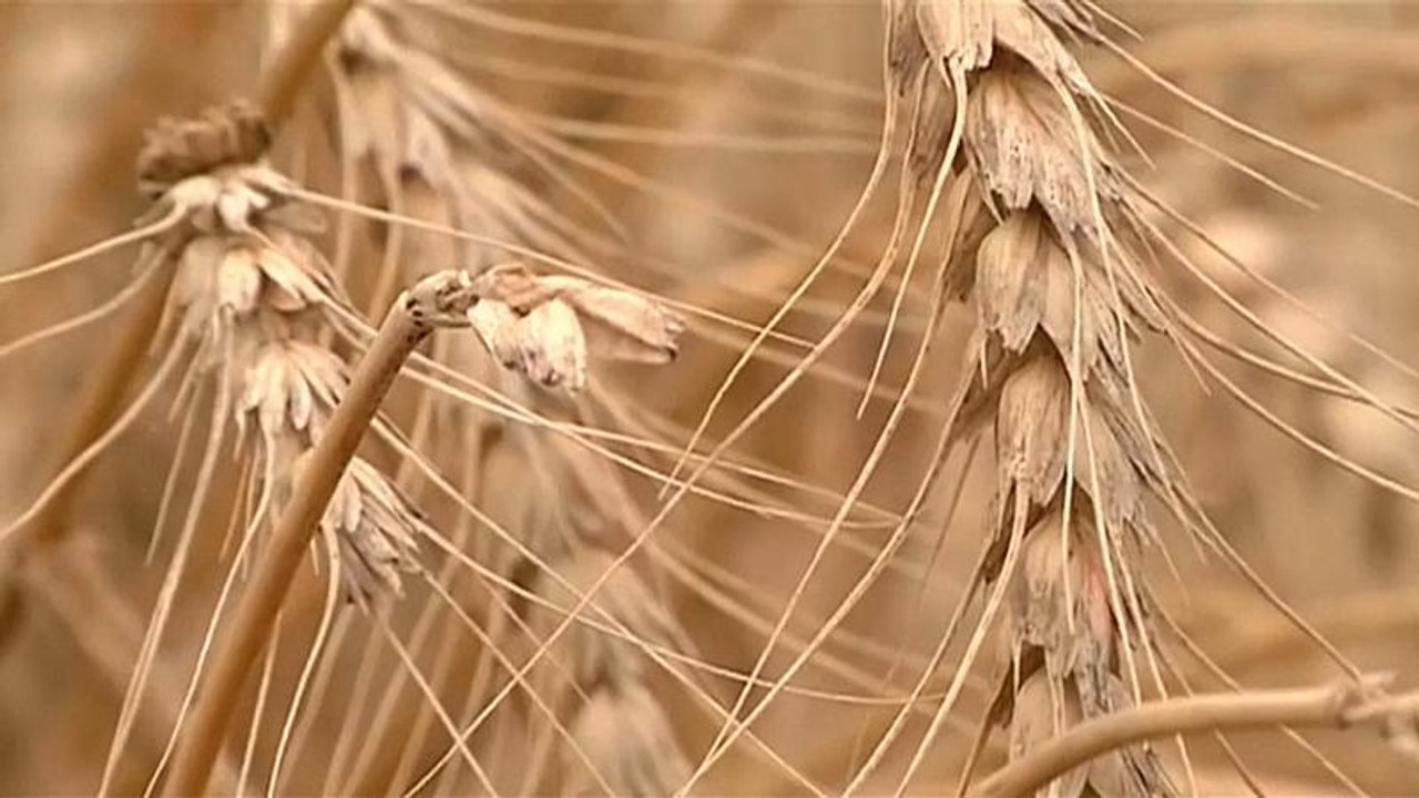 Weltweite Getreideernte deckt nicht den Bedarf