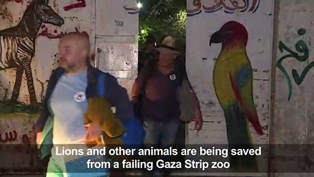 Lions, other animals, to be saved from failing Gaza zoo
