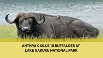 Anthrax kills 10 buffaloes at Lake Nakuru National Park