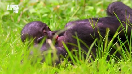 Thế giới động vật_ Những bà nội trợ trên đồng cỏ lên - Nghệ thuật làm mẹ