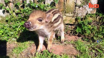 Piggy dans le Milieu: Couple Vivre Avec un Énorme Sanglier | {Extreme}