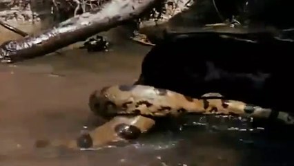 AWESOME Male Jaguar vs Green Anaconda