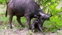 Hungry hyenas attack and eat newborn buffalo Poor baby!  Animales enojados