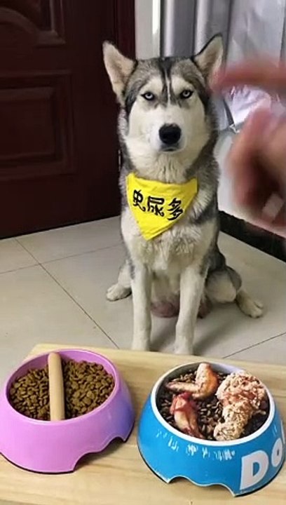 Faire un poisson d'avril à son chien