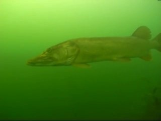 Un plongeur découvre un brochet de 1m50 : monstre d'eau douce