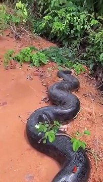 Des habitants brésiliens trouvent un énorme anaconda en bord de route