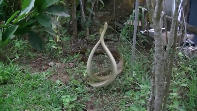 La danse de 2 serpents filmée au Sri Lanka... Impressionnant