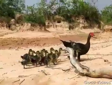 Ördek ve yavrularının Kurtulma Ani :O