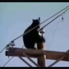 Hayvanların Elektriğe Kapılma Anı.!