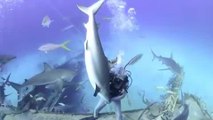 Scuba Diver Holds Shark Upside Down Under Water