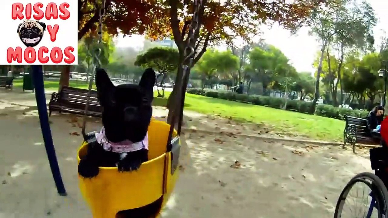 Laughing Videos Of Puppies And Funny Dogs Will Die Of Laughter 2019