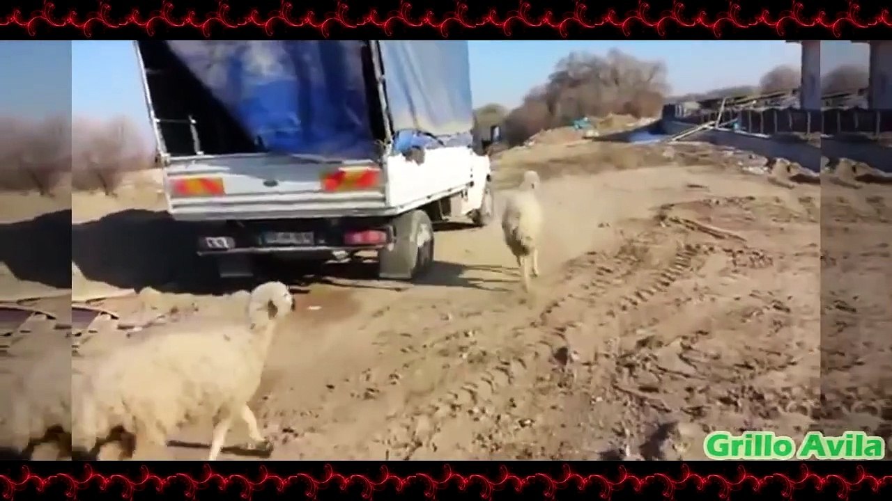 Ovejas Desquiciadas - Cabras y Ovejas Locas