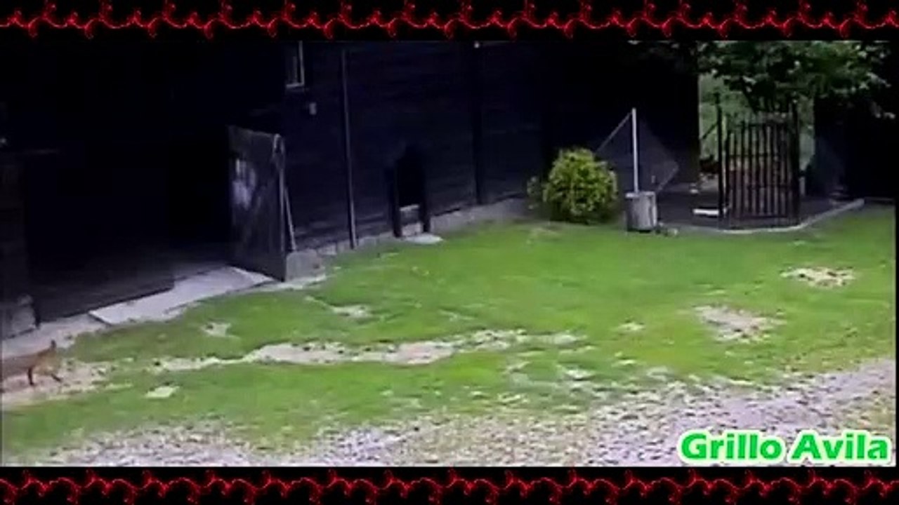 Perro Salva A Gallinas De Inminente Ataque De Un Zorro
