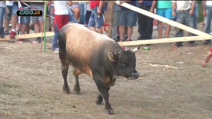 GOLUB ZEKONJA VLASINJE 2017 EXTRA