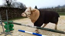 Aston, le taureau qui fait du saut d'obstacles