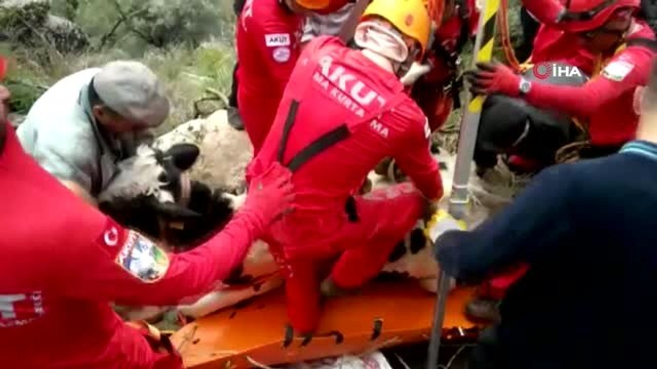 Ormanlık Alanda Mahsur Kalan İneği Kuşadası Akut Ekibi Kurtardı