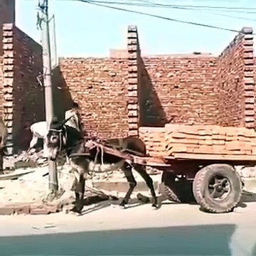 AfD zeigt Muslimische Einwanderer und Asylanten sind eine Bereicherung für die deutsche Wirtschaft