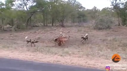 AWESOME Wild Dogs v Impala   Impala Fights Back as Guts Fall Out