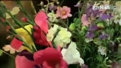 Hình ảnh khó quên ở chợ hoa Tết thời bao cấp