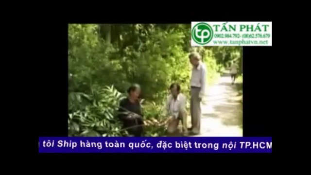 Địa chỉ bán móp gai tại tphcm ʚ 0909 867 078 ɞ Tấn Phát HCM